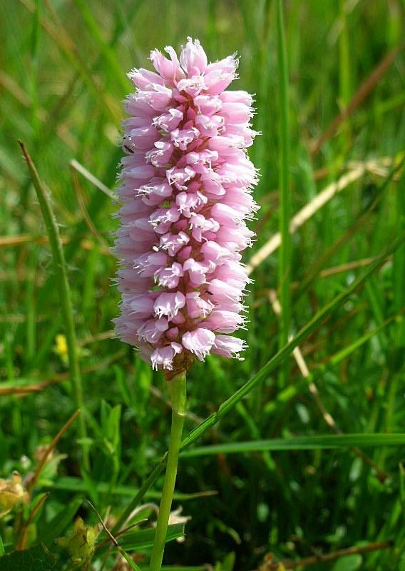 Bistorta officinalis / Poligono bistorta